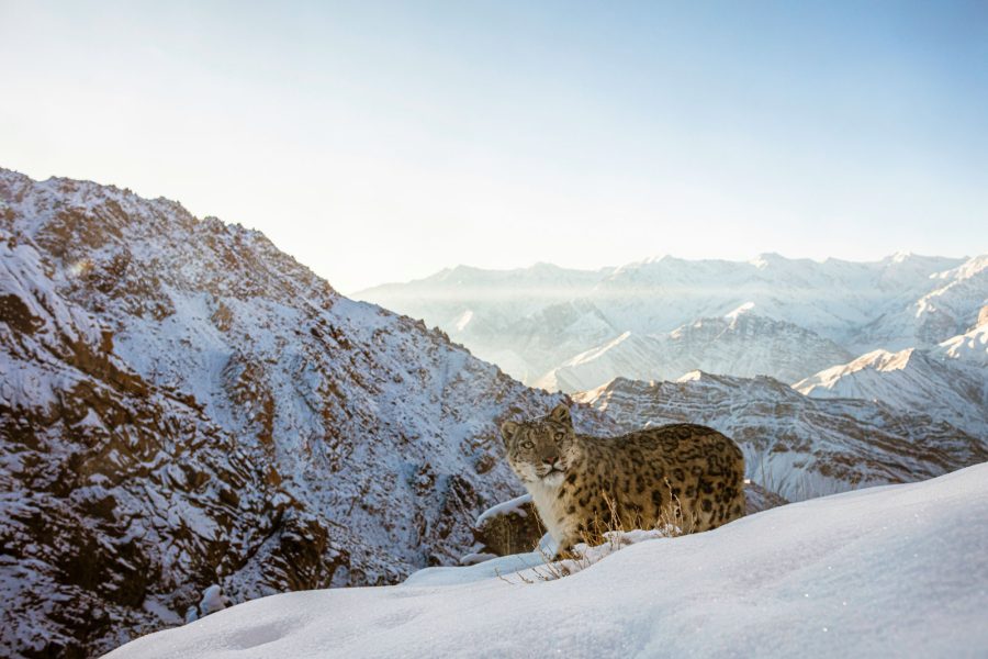 snow-leopard-ladakh