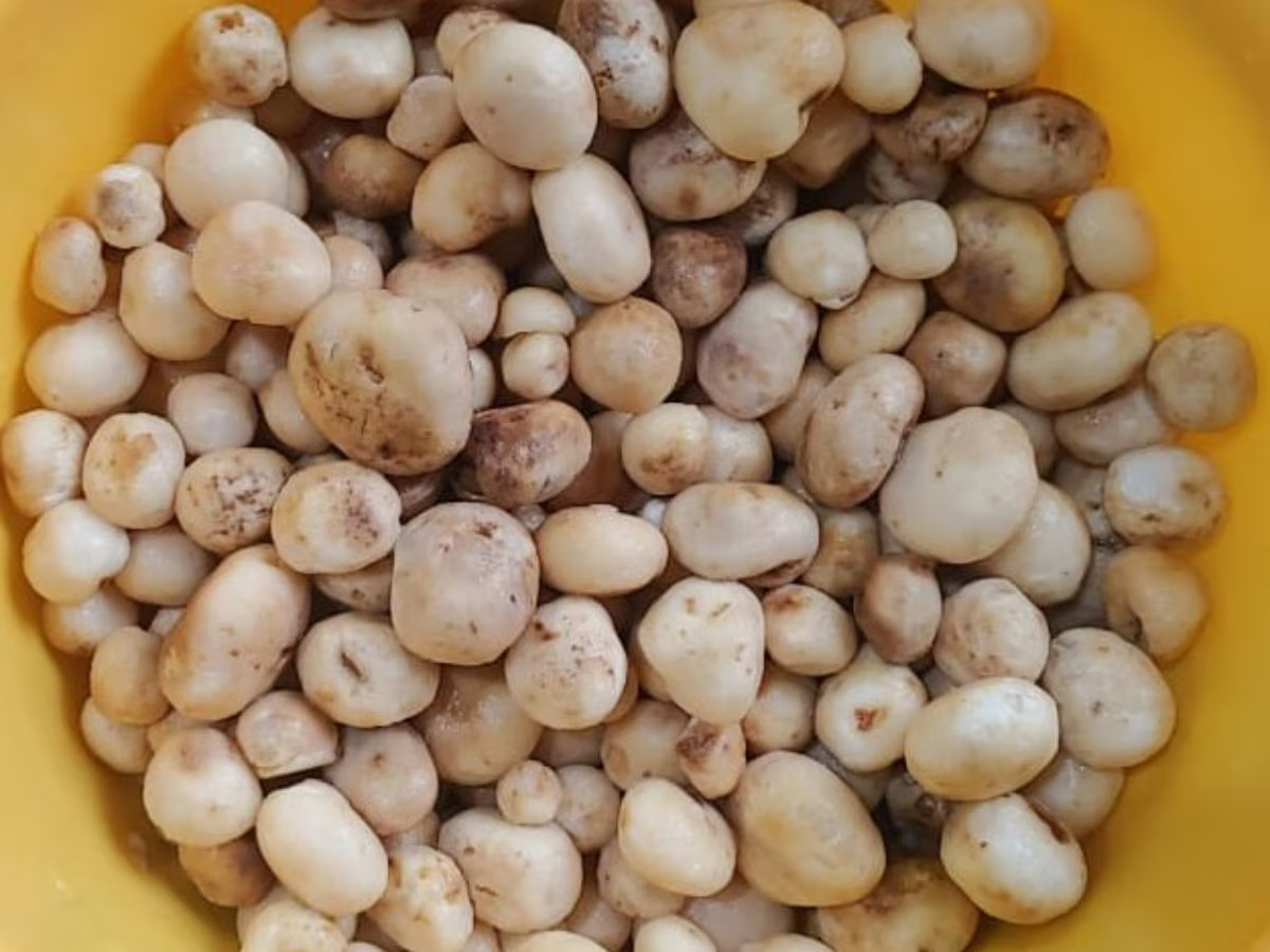 Rugra Mushrooms of Jharkhand which grows under the Saal leaves