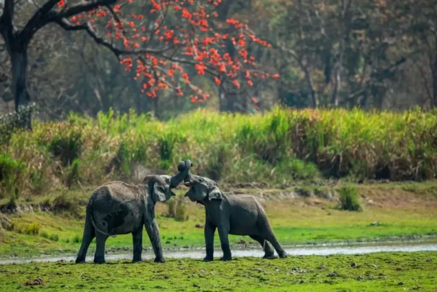 Rivers, Valleys & Rhinos: A 10-Day Immersive Northeast India Expedition